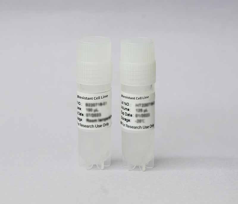 22Rv1/DR Cell Line