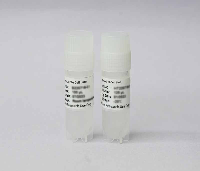 AKT2 E17K/BaF3 Cell Line