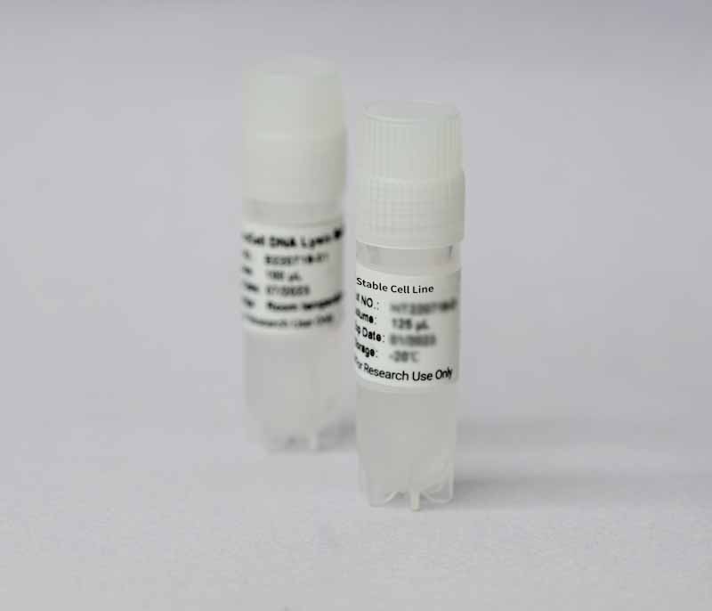 AKT1 WT/BaF3 Cell Line