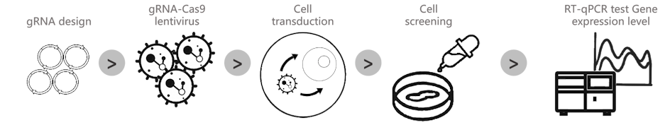 CRISPRa stable cell line generation steps