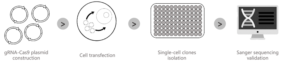 CRISPR knock in cell line