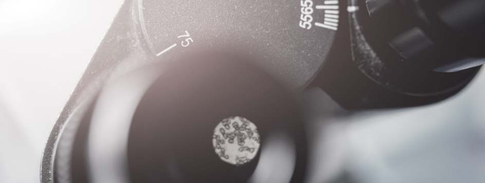 CRISPR cas9 knock in cell line