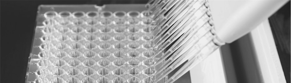 luciferase reporter cell line